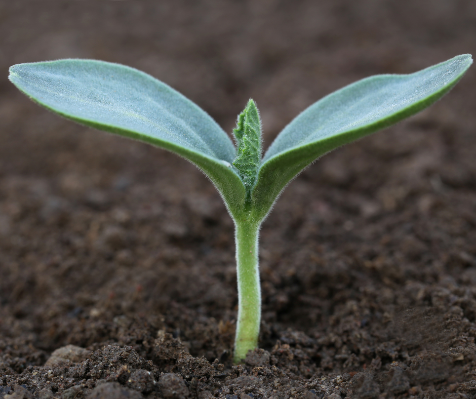 Taegro approved for use in organic systems