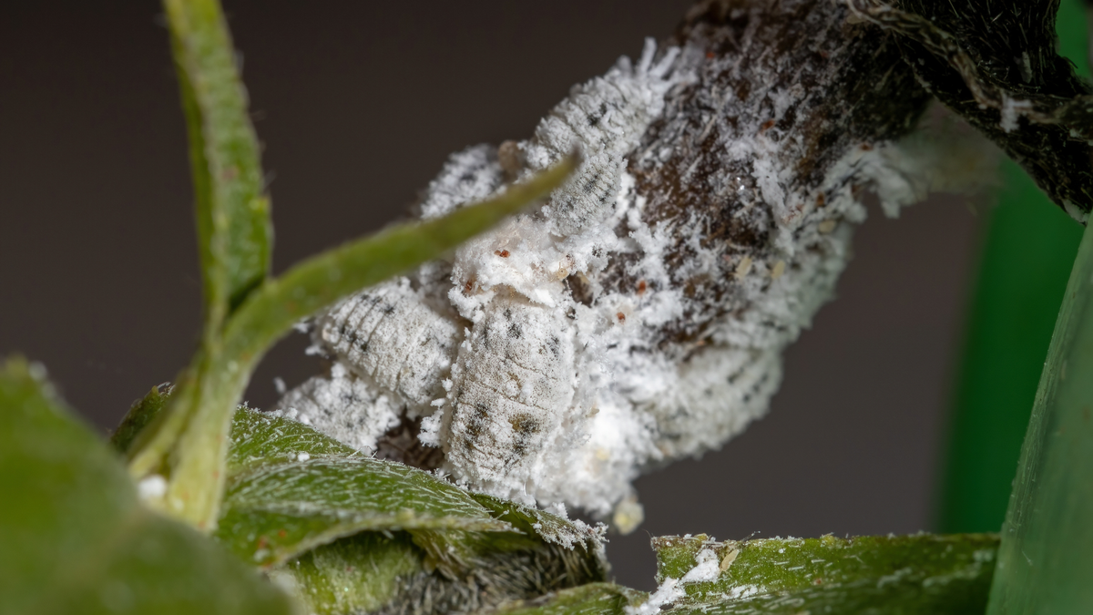 Getting to grips with glasshouse mealybug