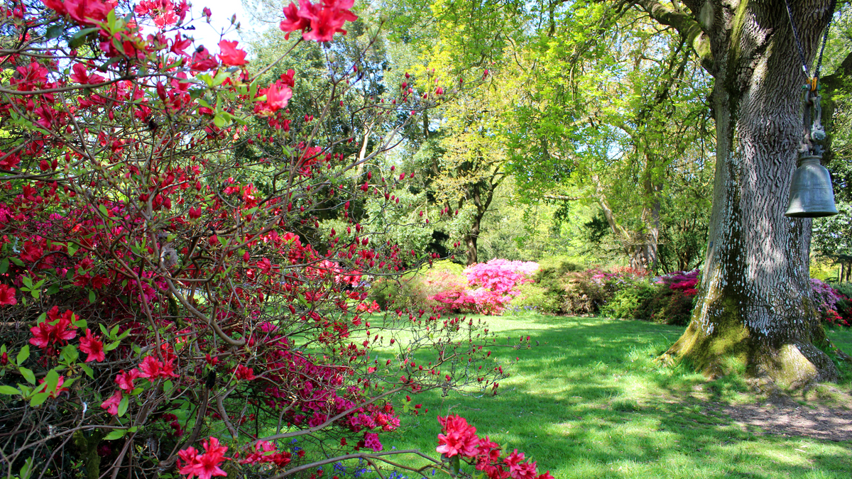 What to grow in a north-facing garden