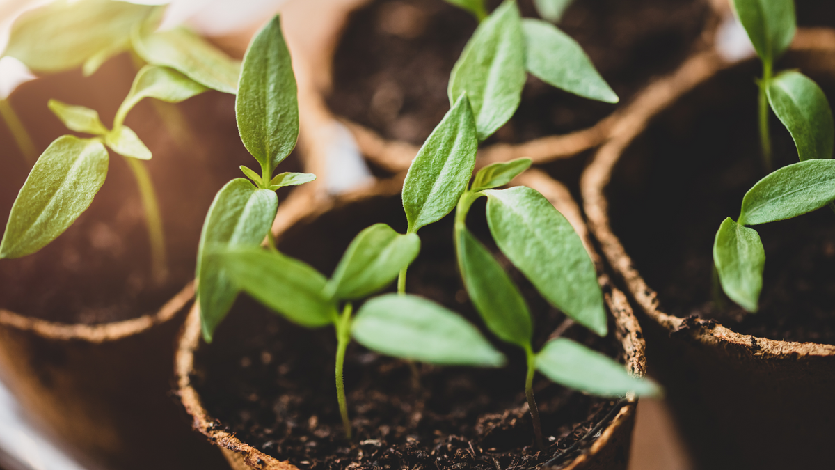 The importance of nutrition when growing in peat-free