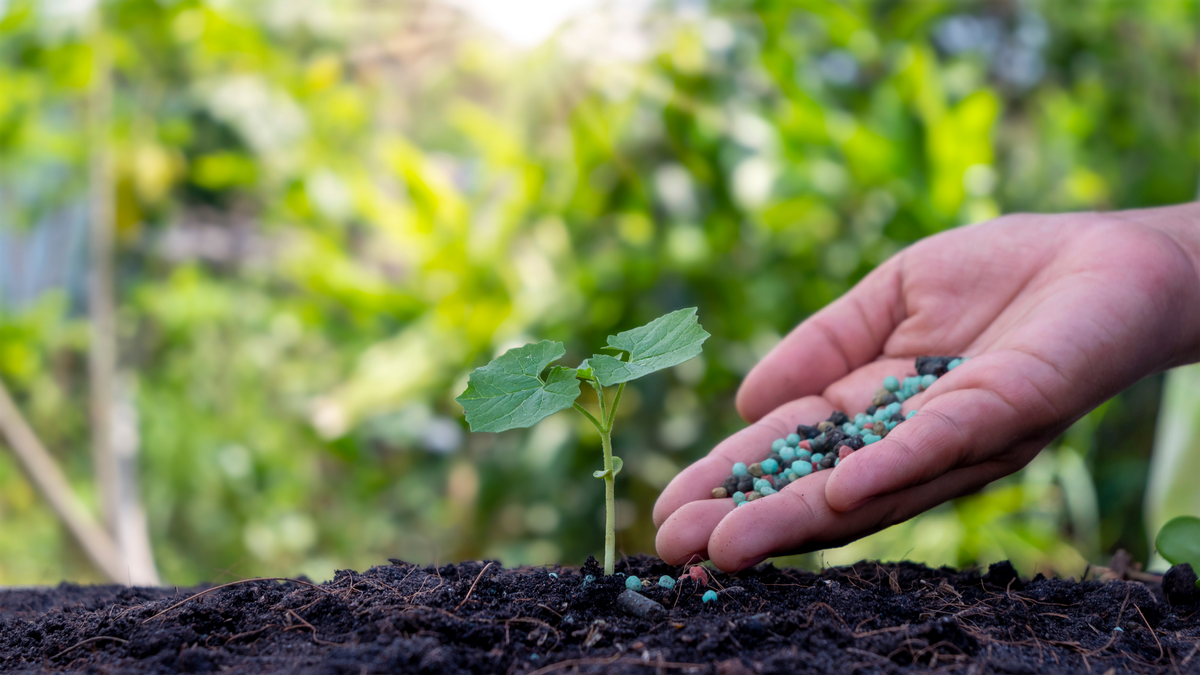 Which fertilisers to use with peat-free compost