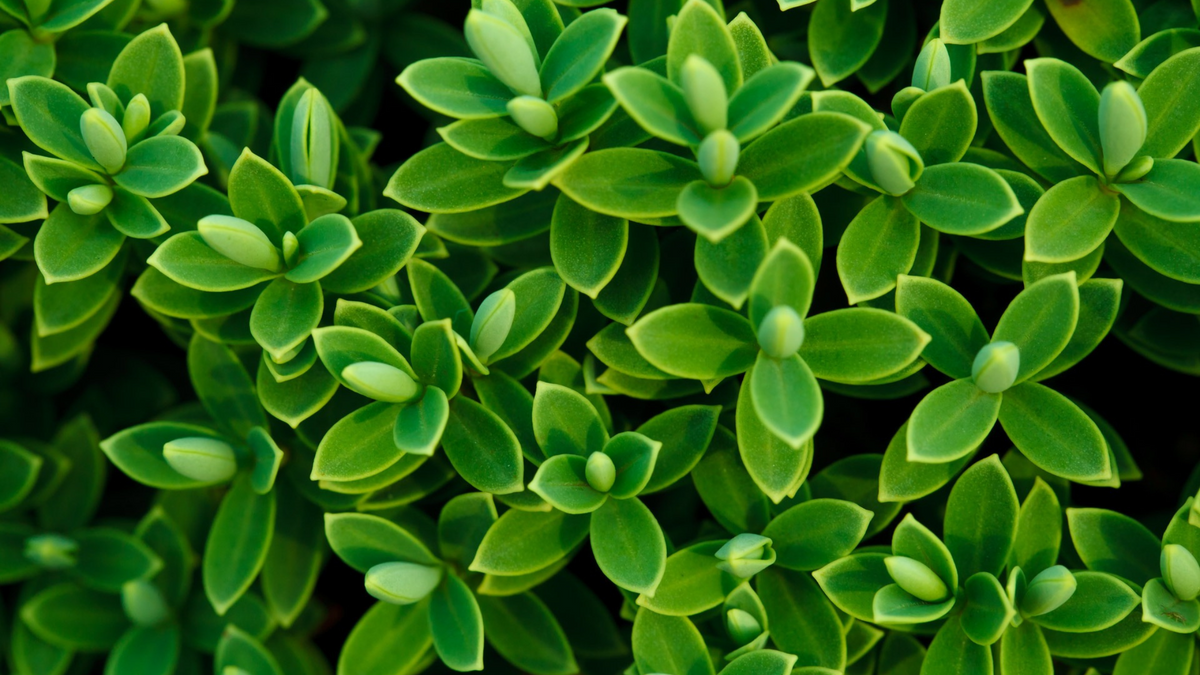 How to propagate plants from cuttings