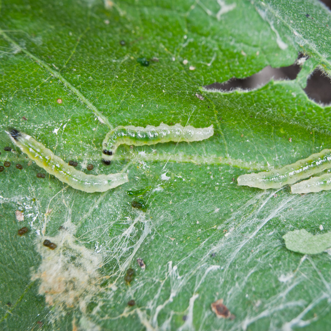 Preparing for spring: Winter pest controls