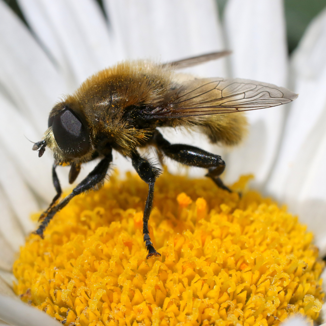 Protect your spring bulbs from the Narcissus bulb fly