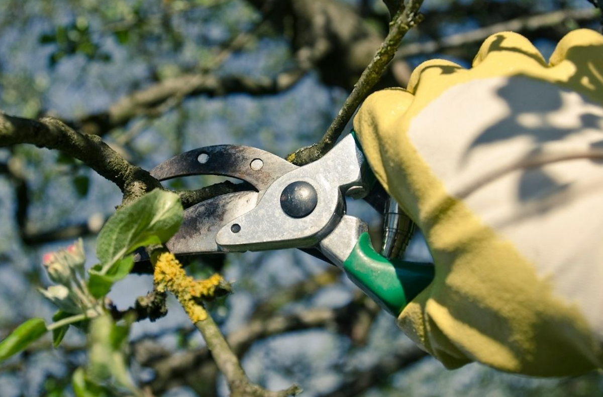 How and when to prune