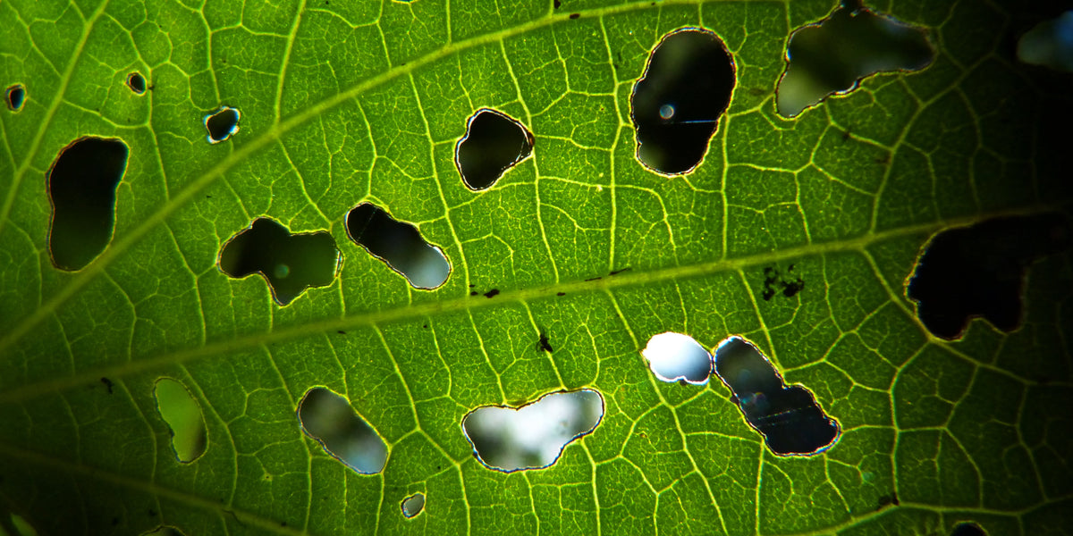 What is natural pest control?