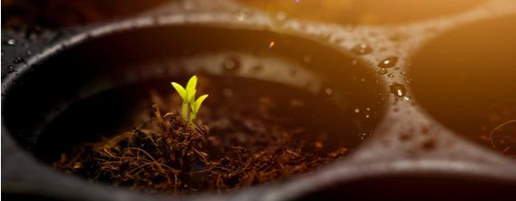 Ready, steady, sow