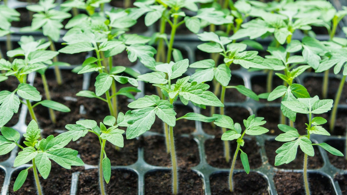 Our guide to seed sowing compost