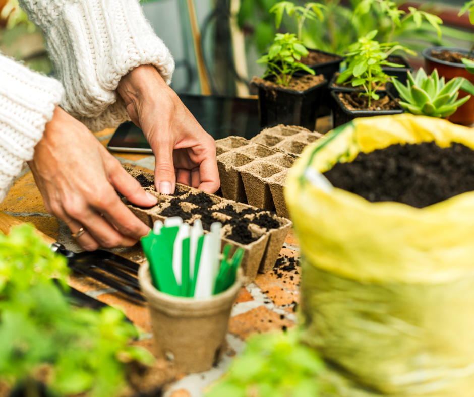 Seeds to sow in June