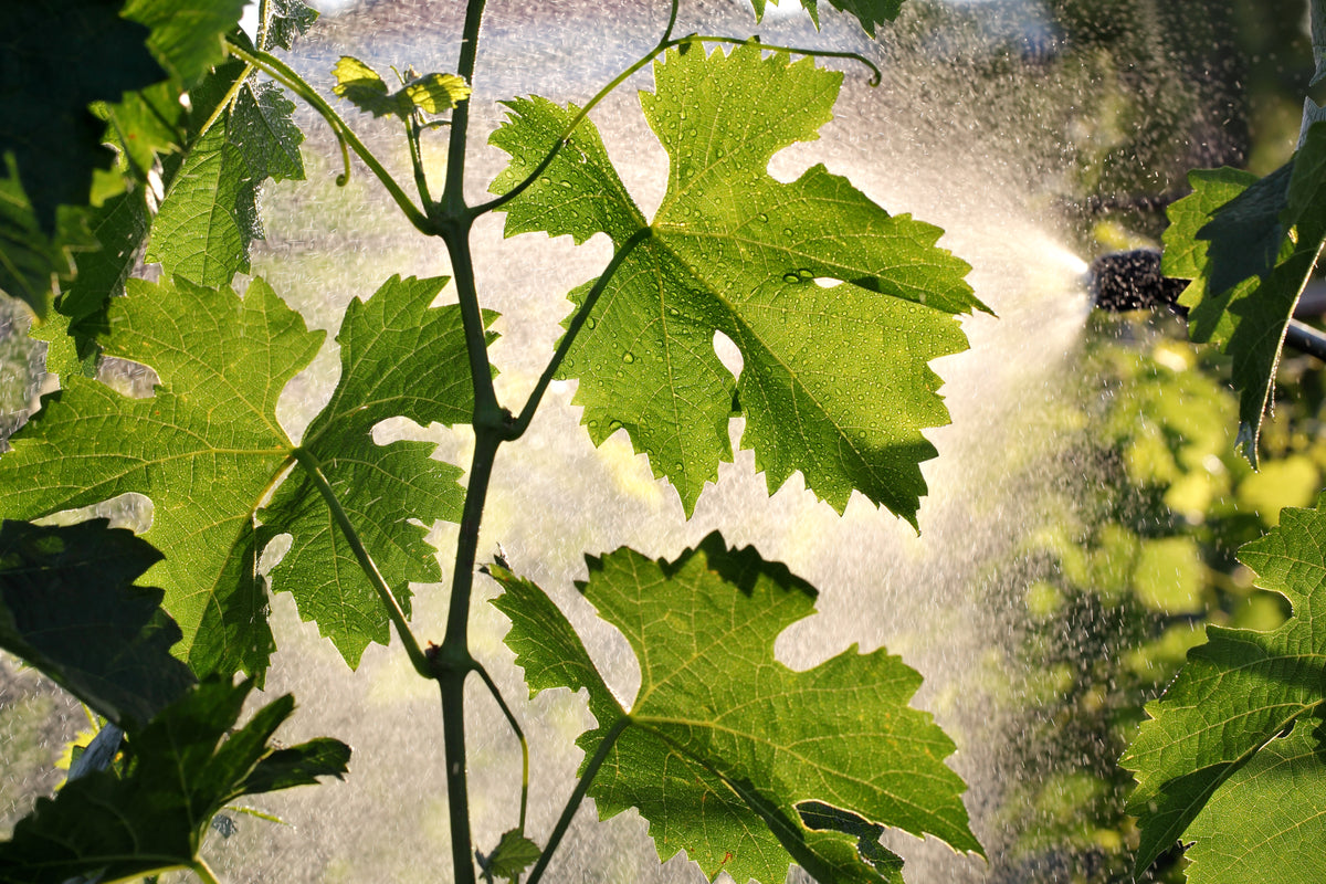 Discover the Aiva Range – Advanced solutions for soil and plant health