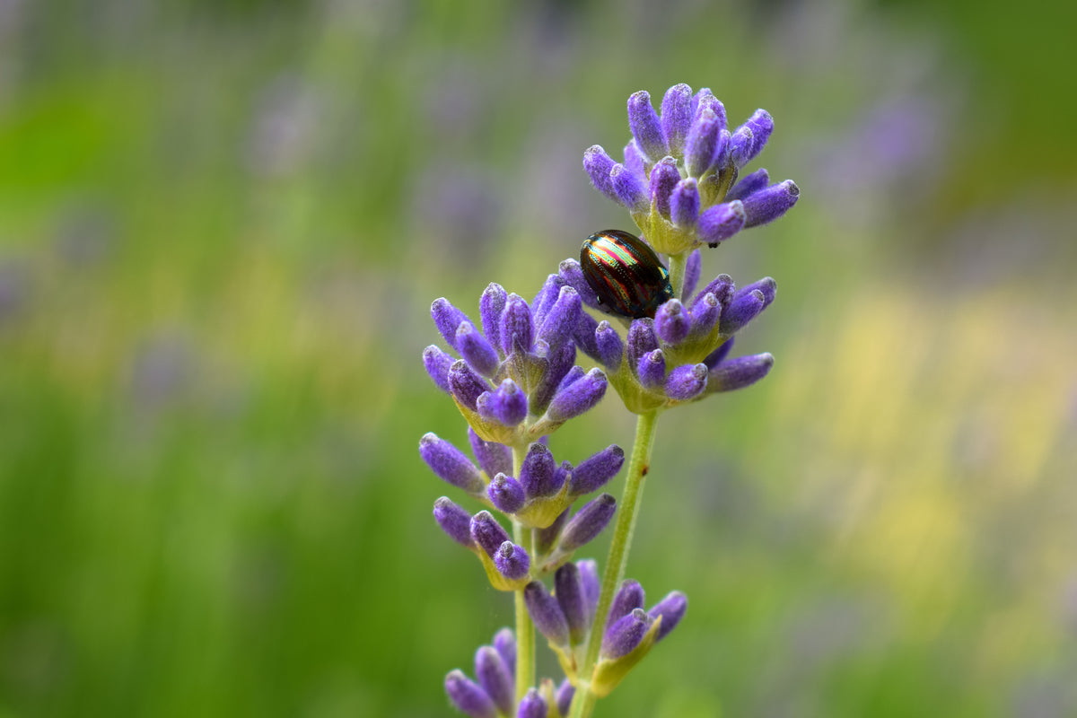 Understanding and Managing the Rosemary Leaf Beetle in Britain