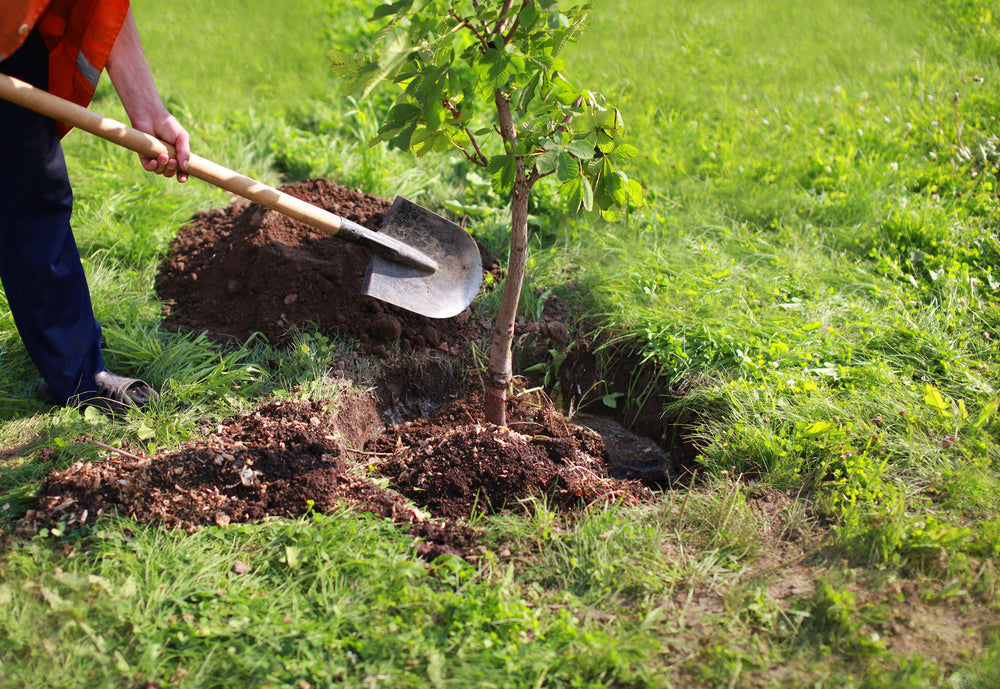 How and when to plant trees and shrubs