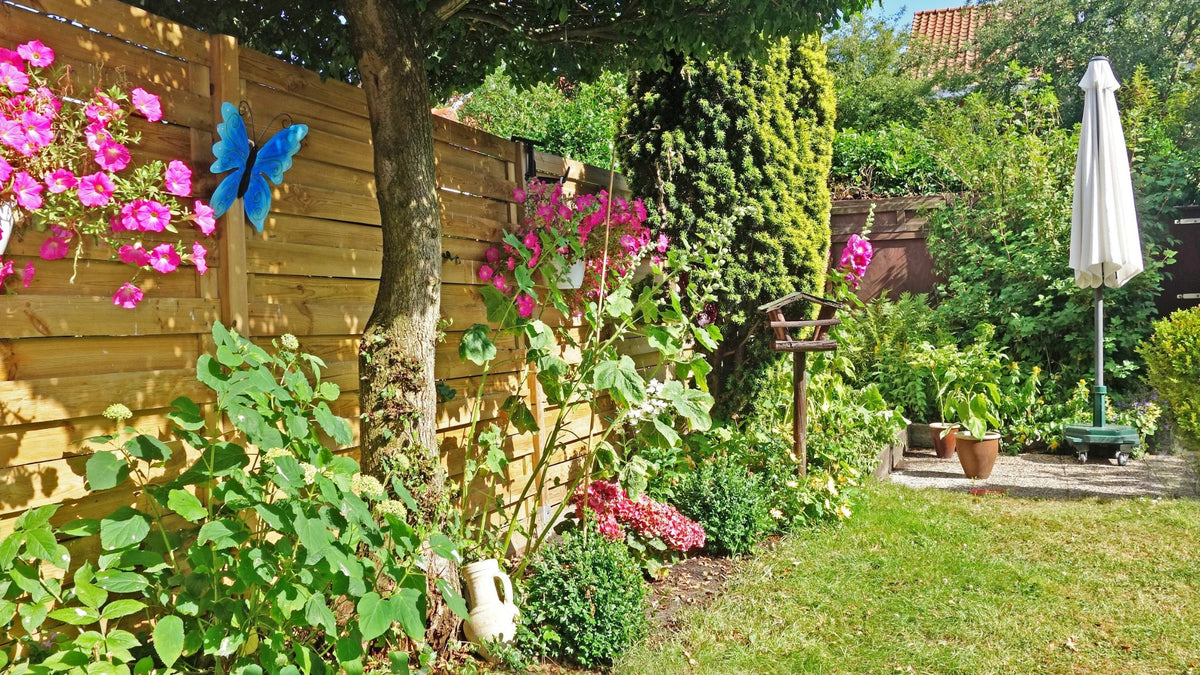 What to grow in a south-facing garden