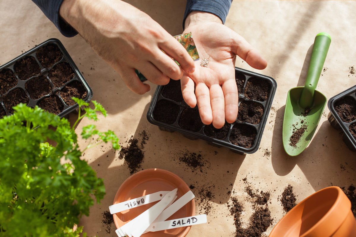 Top tips for growing vegetables and flowering plants from seeds