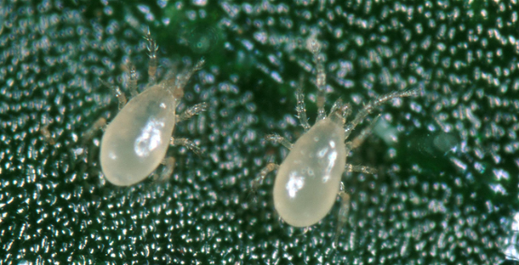 Anderline Aa (Amblyseius andersoni)