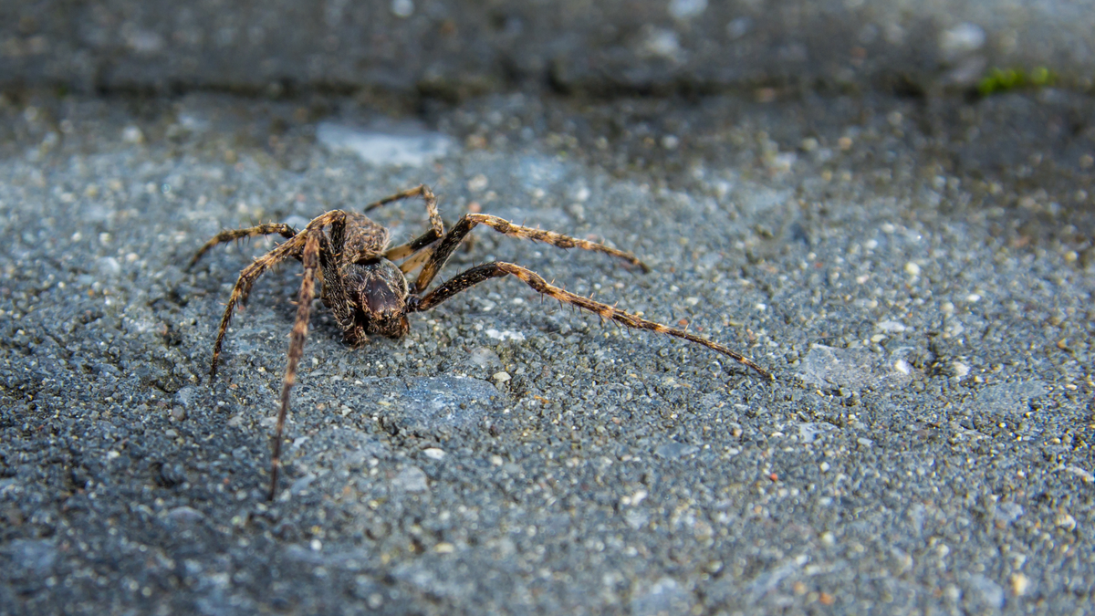 Spider Season Explained: Why You See More House Spiders in Autumn