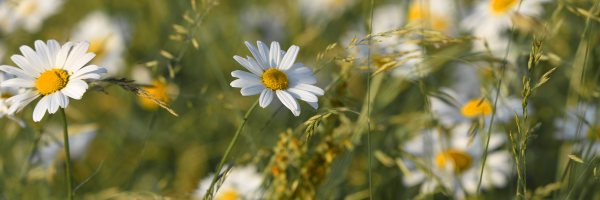 Spruce up your garden this spring