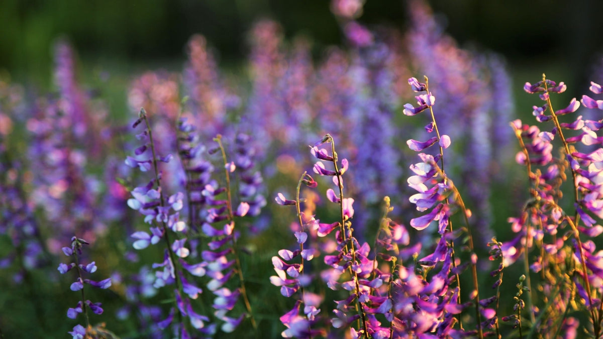 Winter Gardening: preparing for the season ahead