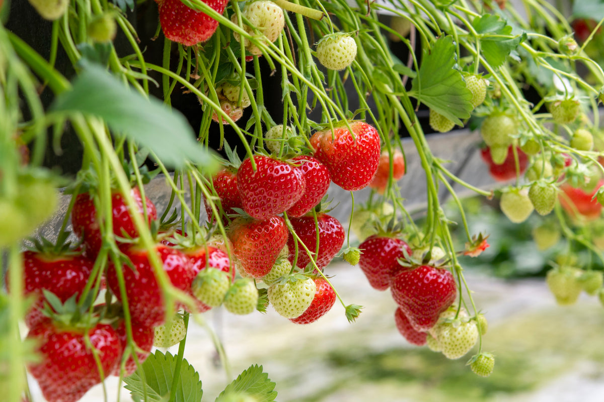 Romeo - The innovative new biofungicide