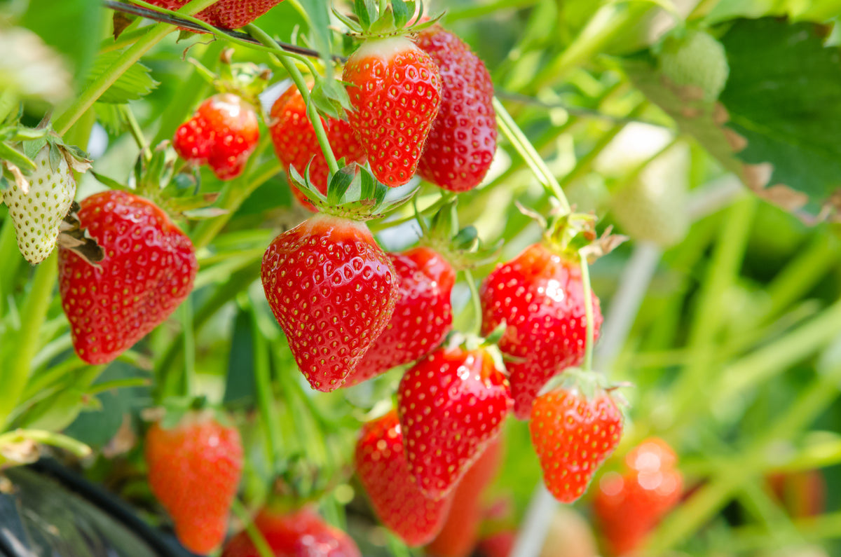 Naturalis-L: the versatile bioinsecticide for all protected edible and non-edible crops