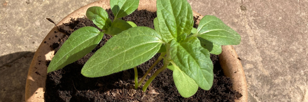 Everything you need to know about Jiffy Peat-Free Retail Mix