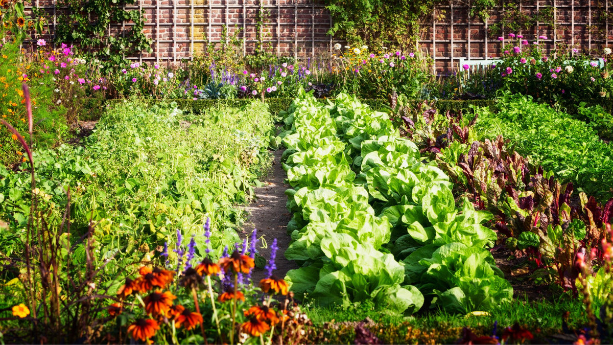 Growing on a Budget | Fargro Home & Garden