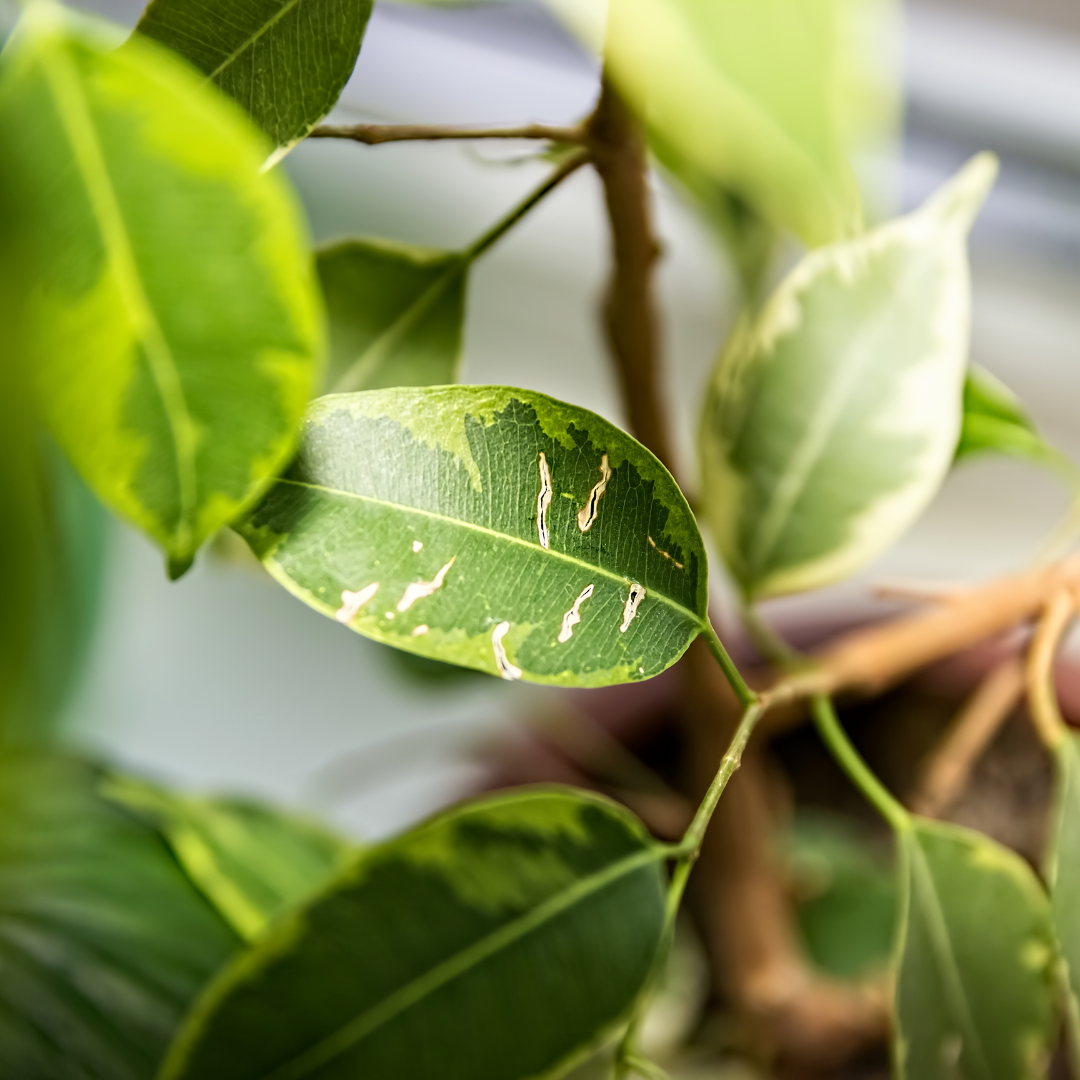 How to identify common plant diseases