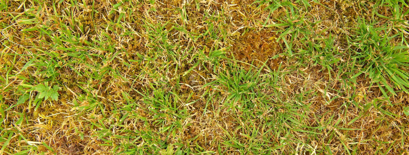 How to fix your scorched grass and prevent it from happening again