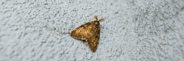 The Life Cycle of the Vapourer Moth