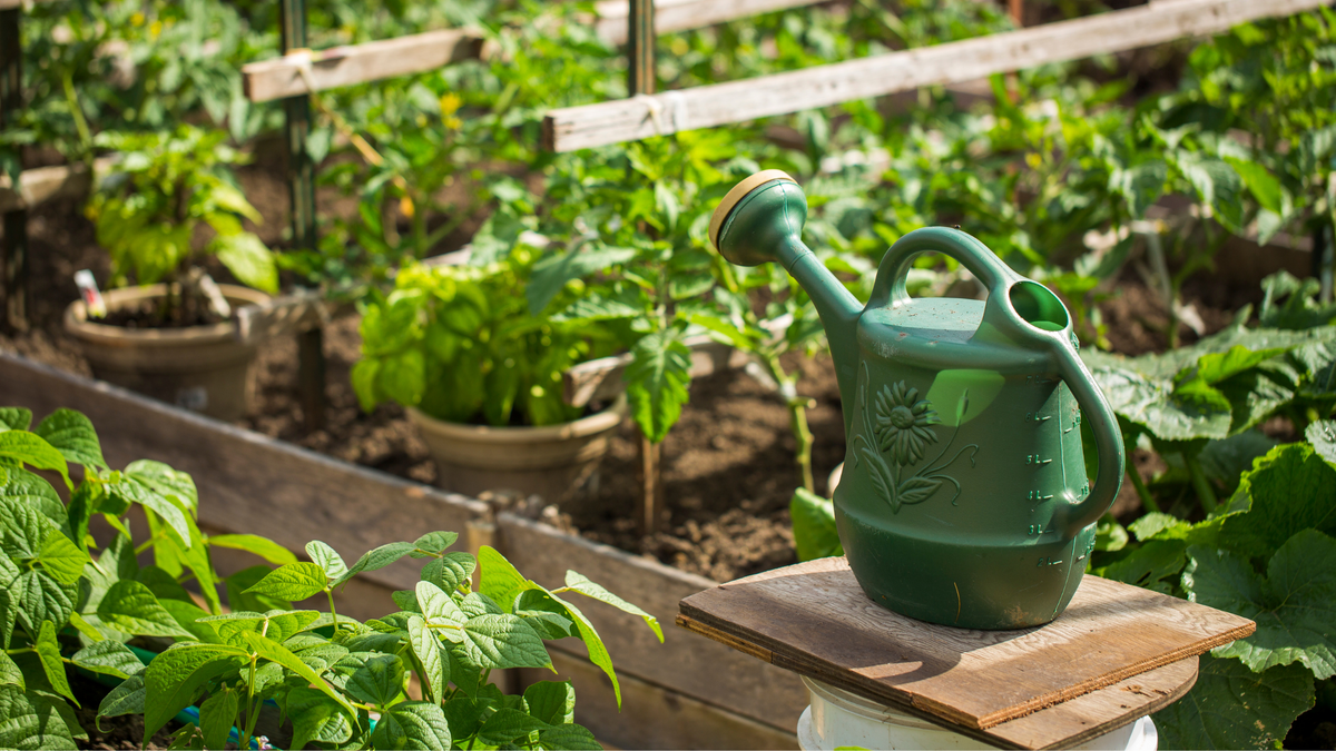 How to grow your own vegetables