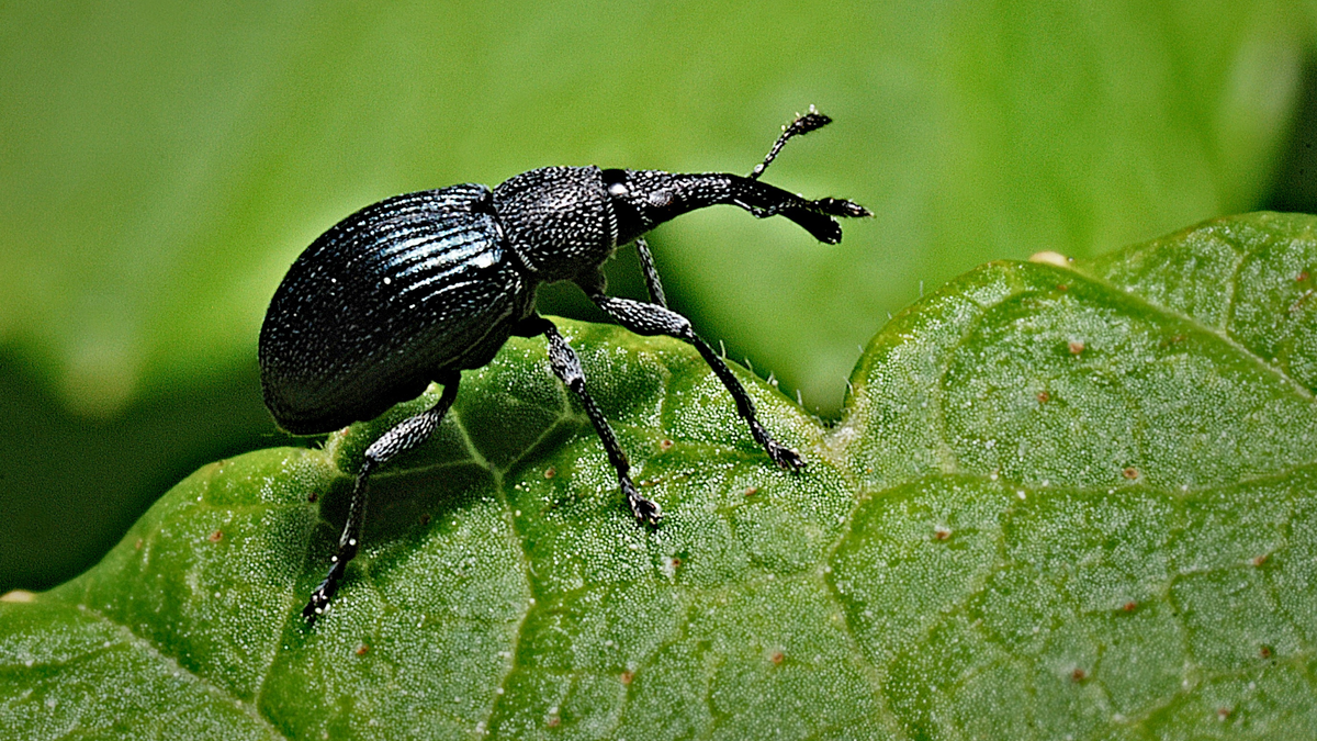 Bug of the month April: Black vine weevil