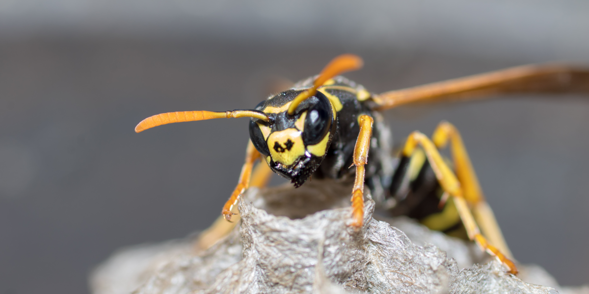 The secret life of British wasps