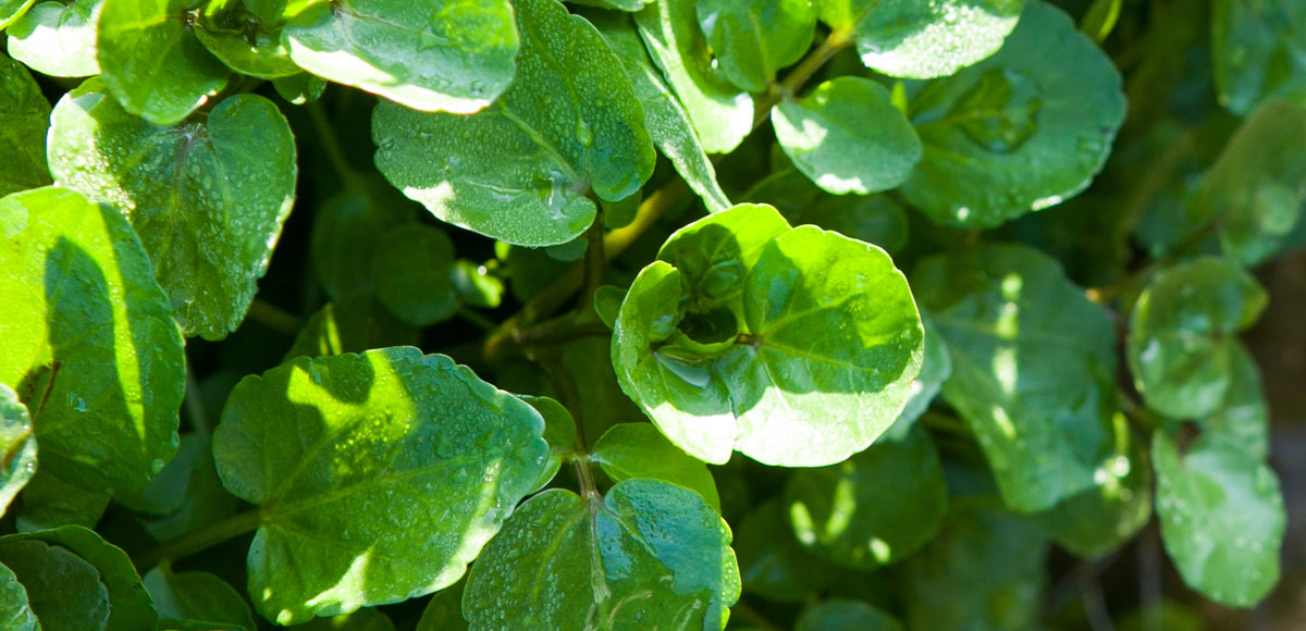 How to Grow Watercress at home in plant pots