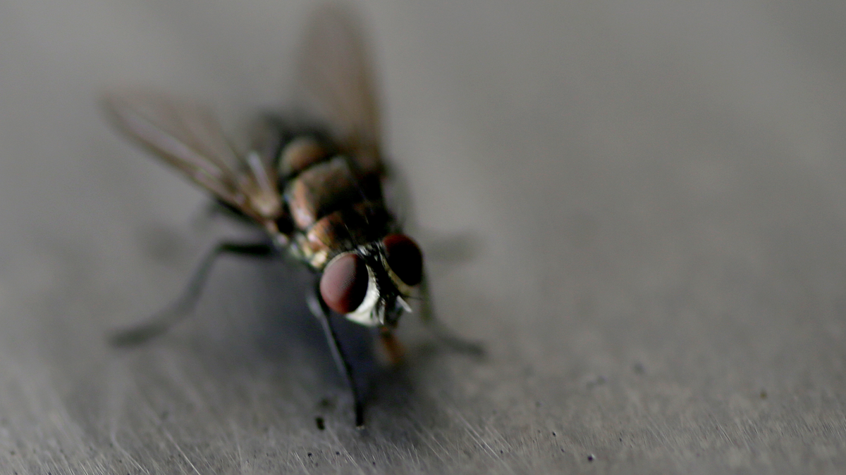 What are cluster flies and how to get rid of an infestation?