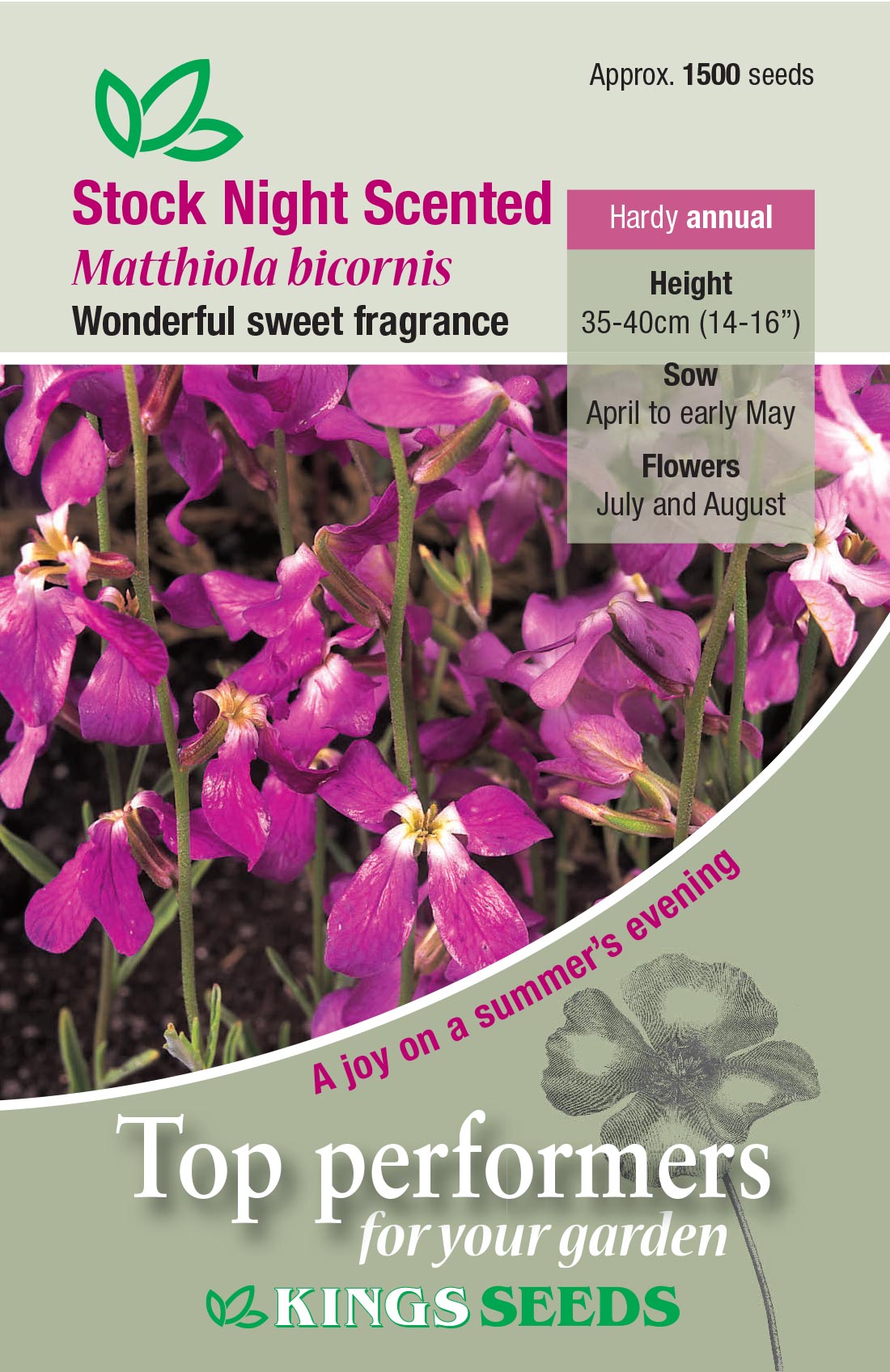 Stock Night Scented Flower Seed