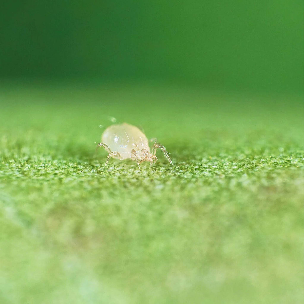Anso-Mite Plus 100 Sachets | Amblyseius andersoni Predatory Mites
