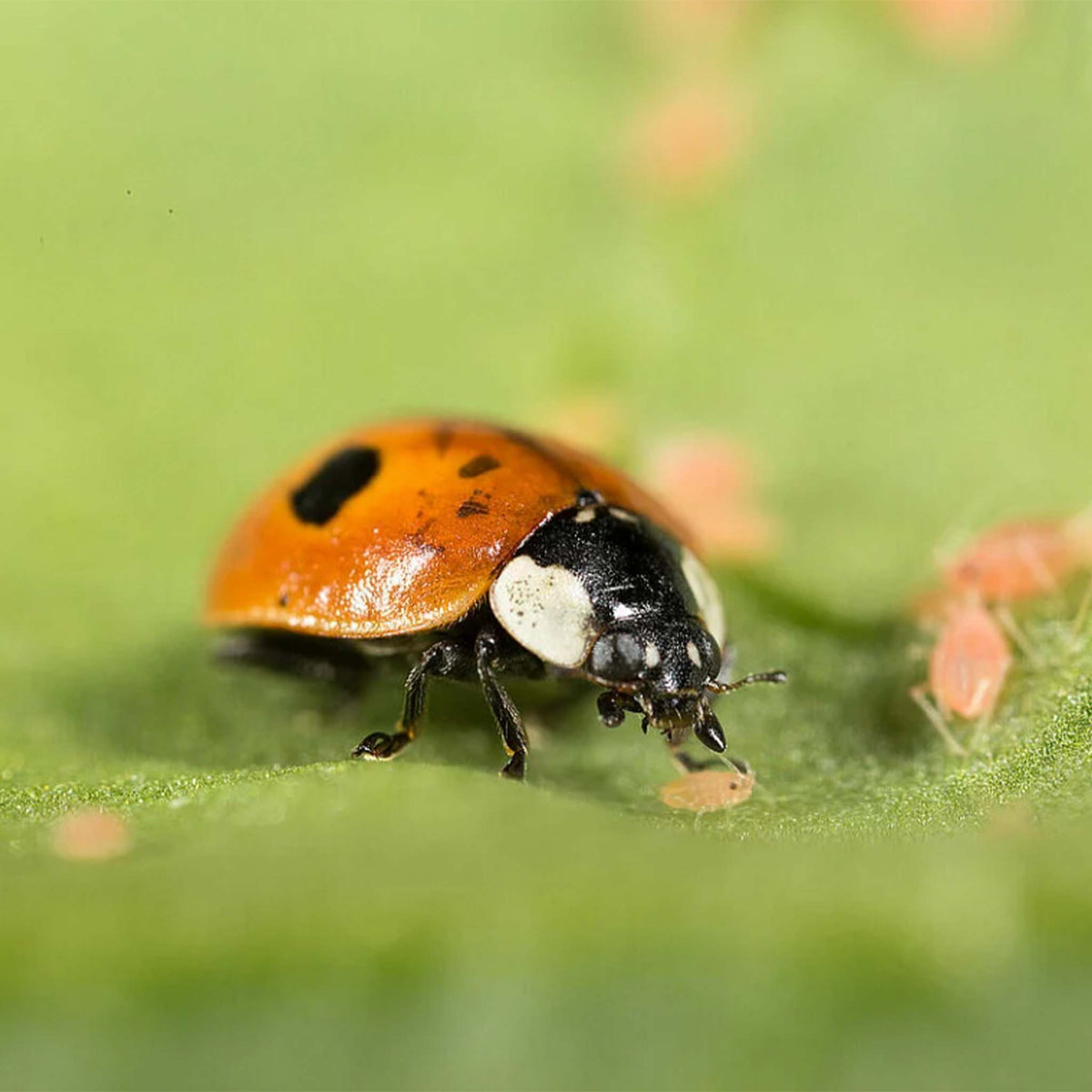 Aphidalia 100 Ladybird Larvae | Adalia bipunctata Aphid Control
