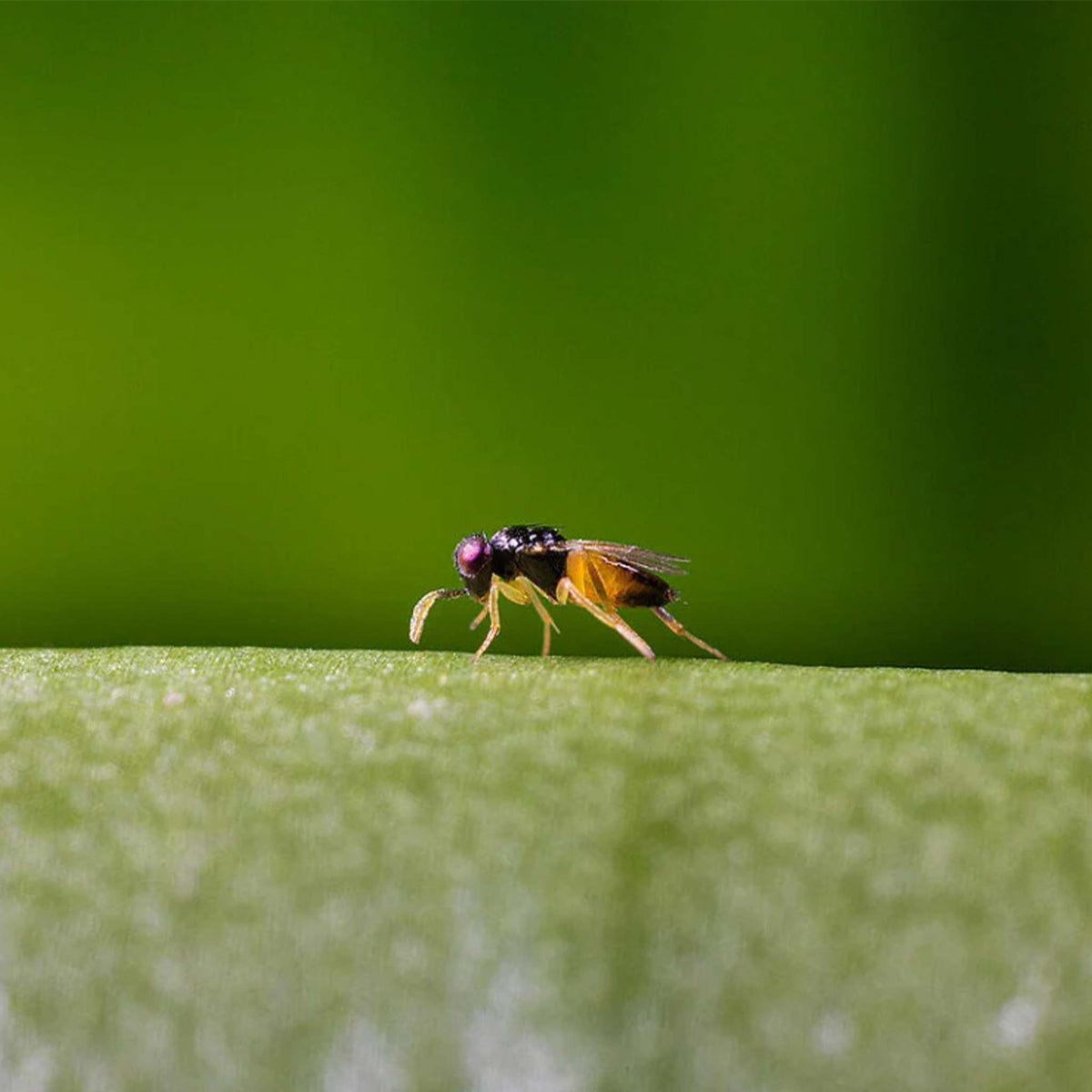 Aphilin 500 | Aphelinus abdominalis Biological Aphid Control