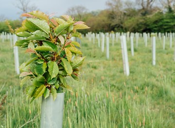 Tree & Plant Care