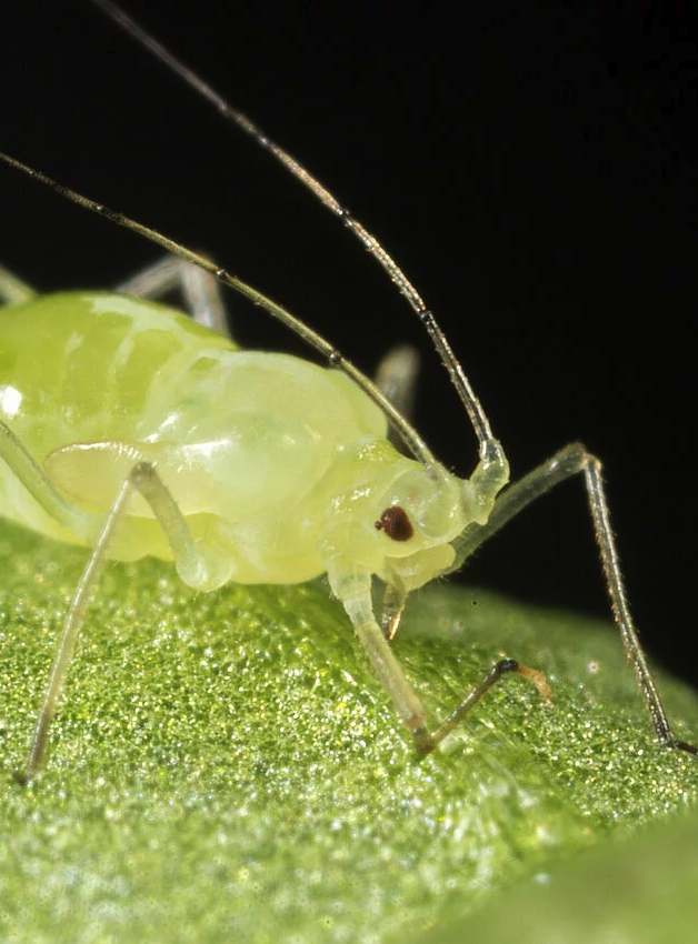Aphid