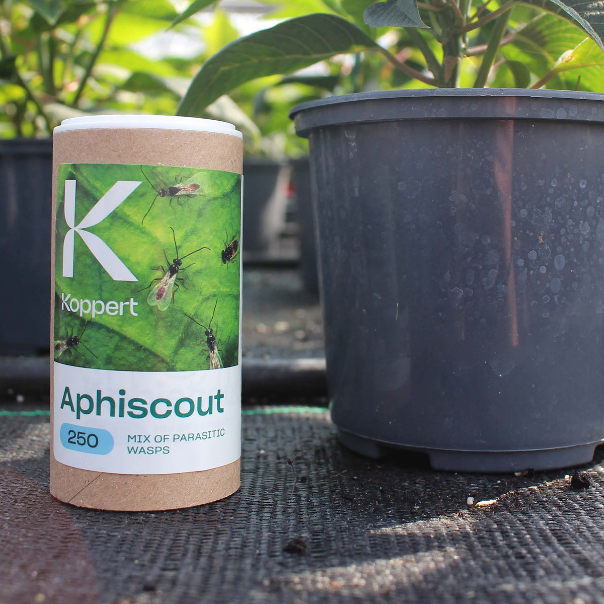 Aphiscout 250 | Five-Species Aphid Parasitoid Mix