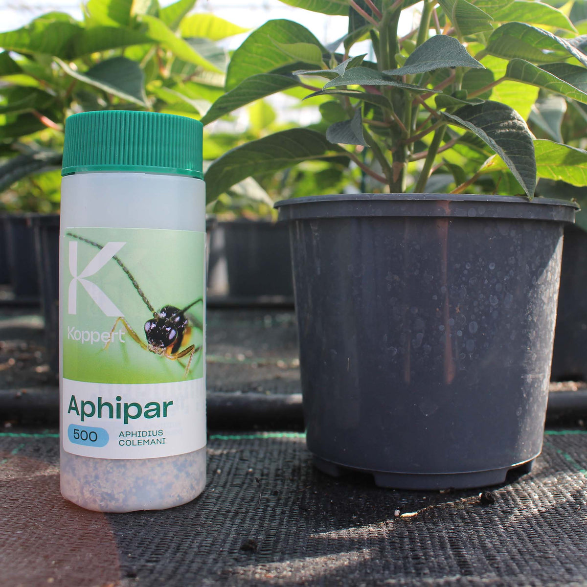 Aphipar 500 | Aphidius colemani Biological Aphid Control
