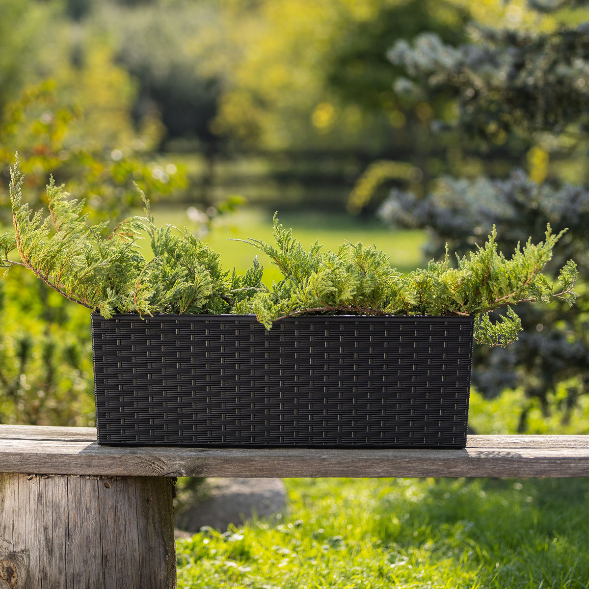 Begonia Rattan Window Box - Graphite