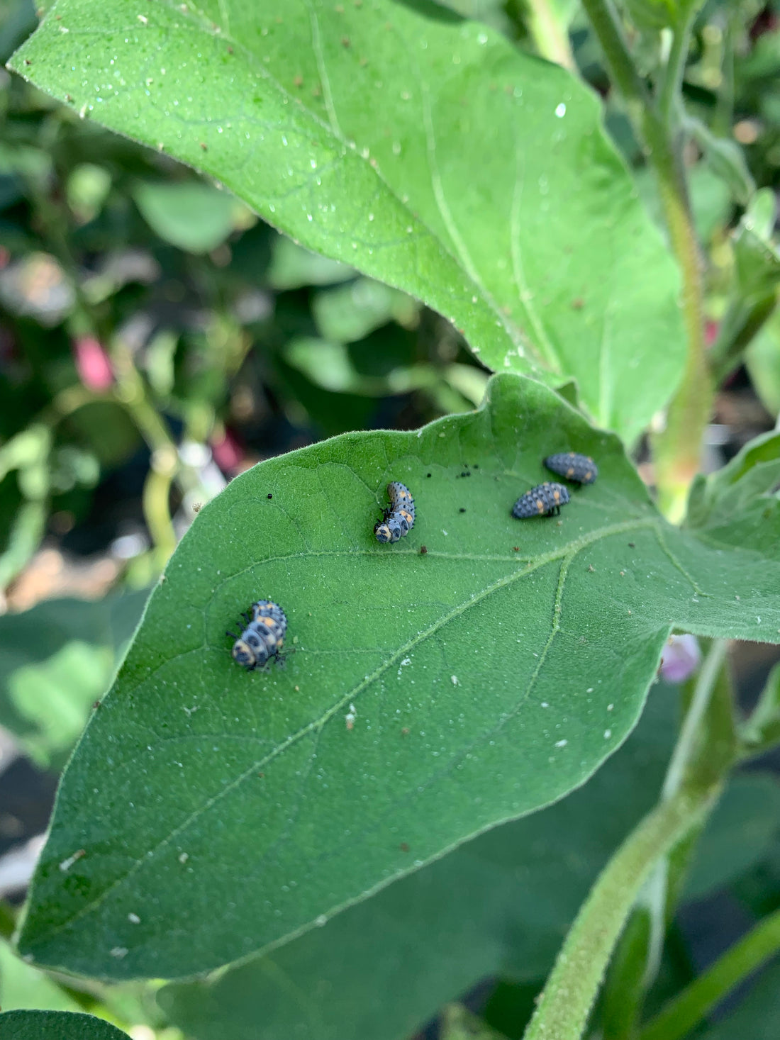Reduce reliance on conventional pesticides