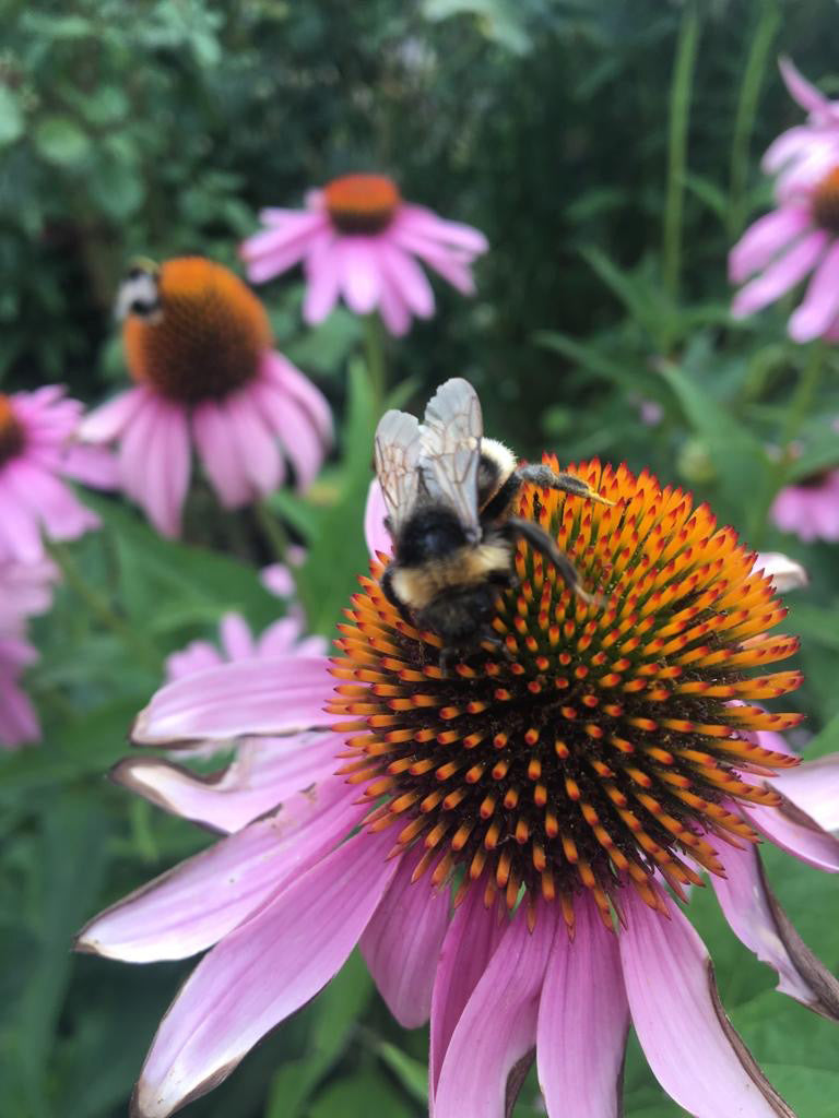 Improve pest resistance management