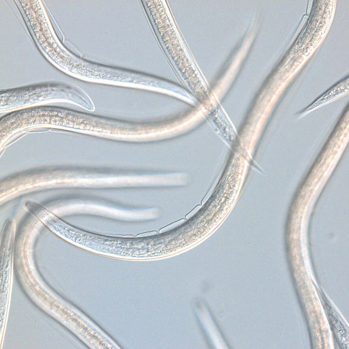 Capsanem Steinernema Carpocapsae 10 x 250 million
