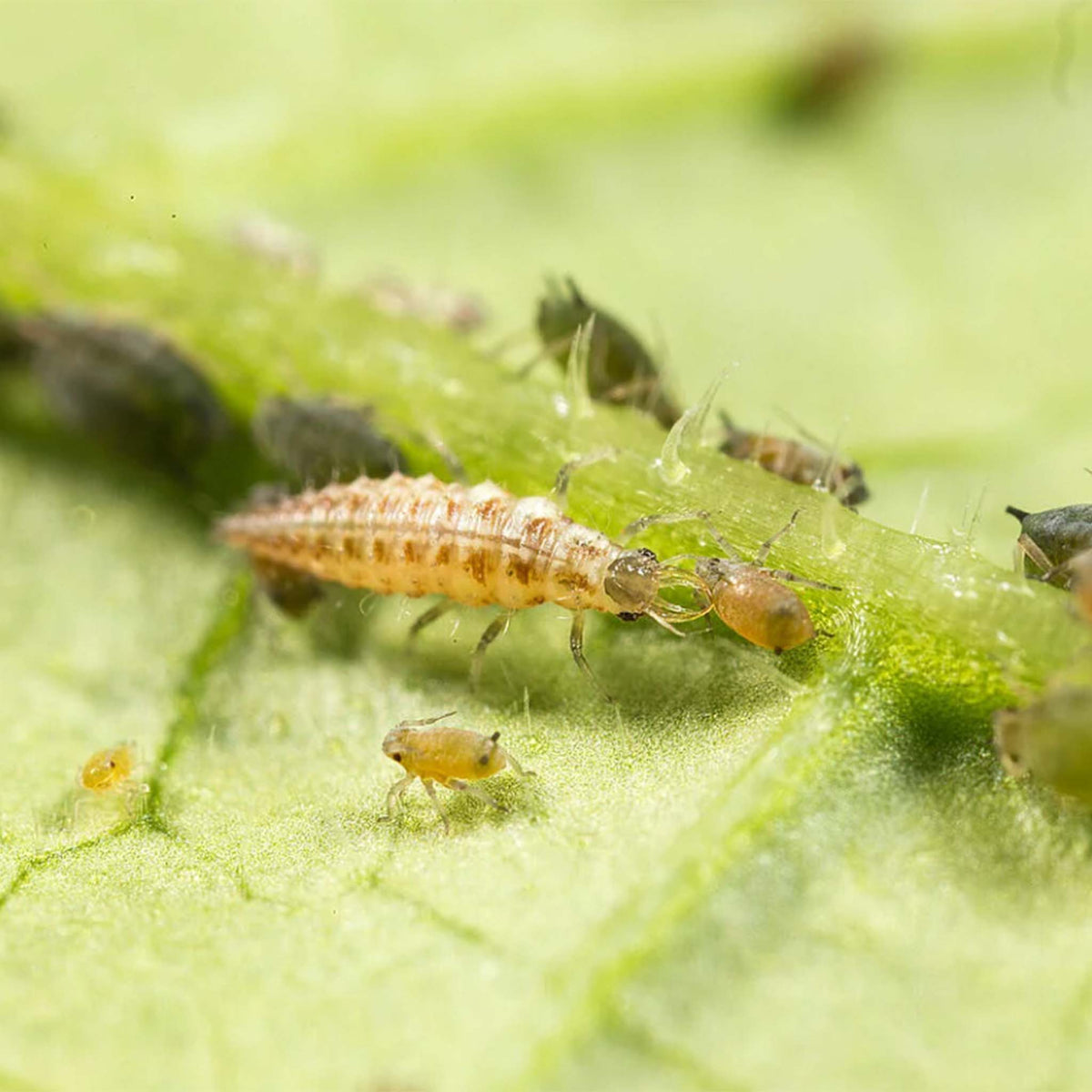 Chrysopa 1,000 Larvae | Chrysoperla carnea Biological Pest Control