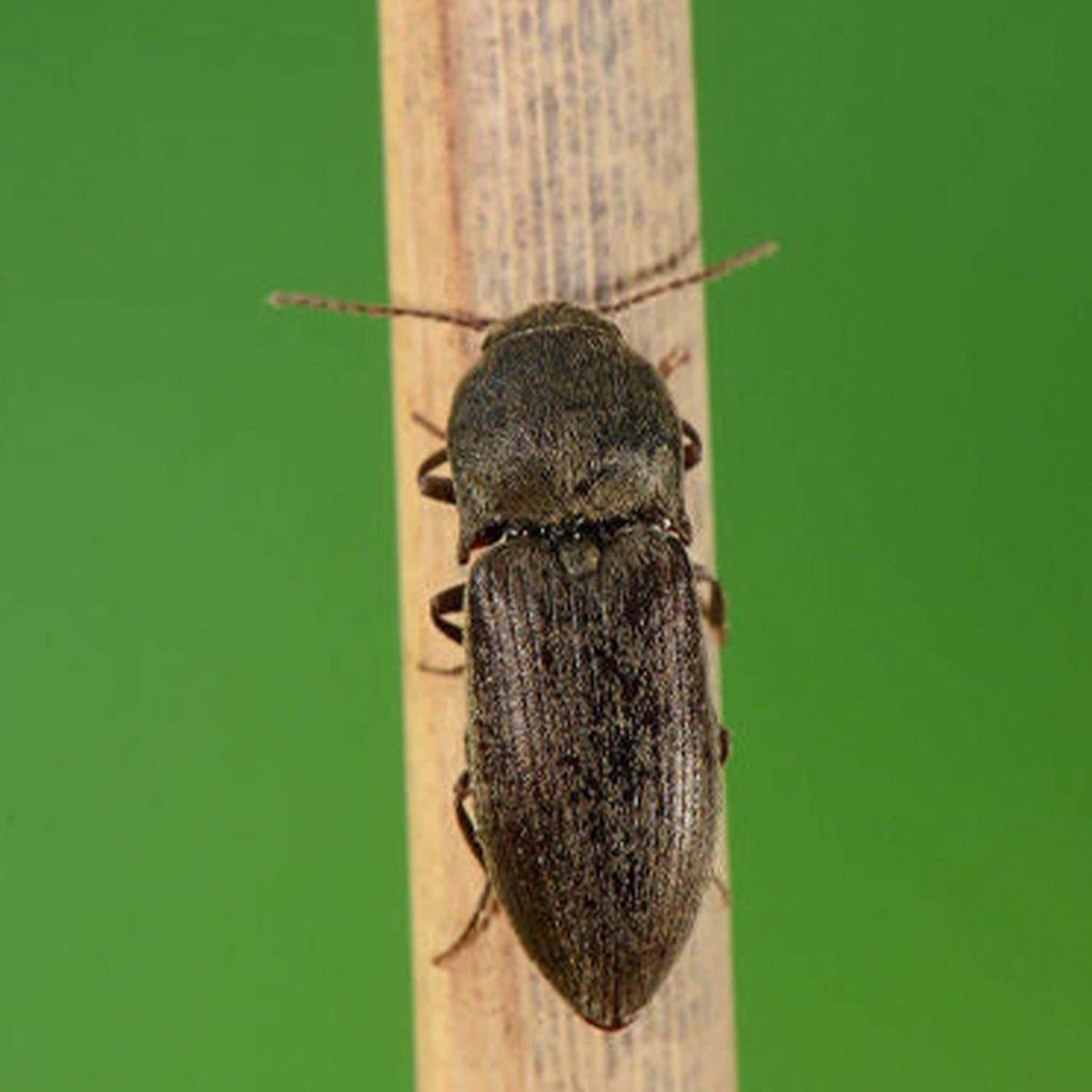 Common Click Beetle Lure - 1 pheromone lure Agriotes sputator