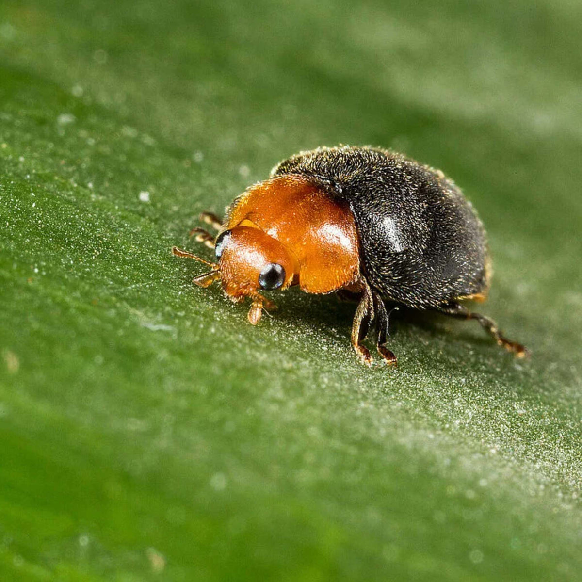 Cryptobug 25 Adults | Cryptolaemus montrouzieri Mealybug Control