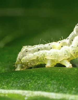 Caterpillars